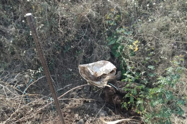 ಸರಕಾರದಿಂದ ನೆಟ್ಟ ಸಸಿ ಕಿತ್ತು ಎಸೆದ ಕಿಡಿಗೇಡಿಗಳು