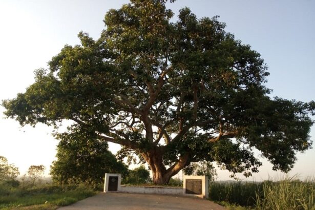 ಪವಿತ್ರ ತಾಣವಾಗಿ ಬದಲಾದ ತಿಗಡೊಳ್ಳಿಯ ಗಾಂಧಿ ಗಿಡ