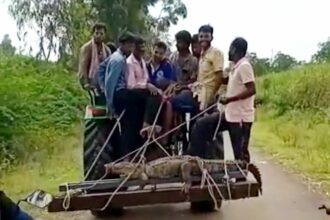 ಹೊಲದಲ್ಲಿ ಮೊಸಳೆ!ರೈತರಿಗೆ ಜೀವ ಭಯ: ಮೊಸಳೆ ಕಟ್ಟಿ ಹಾಕಿದ ಯುವ ಪಡೆ.